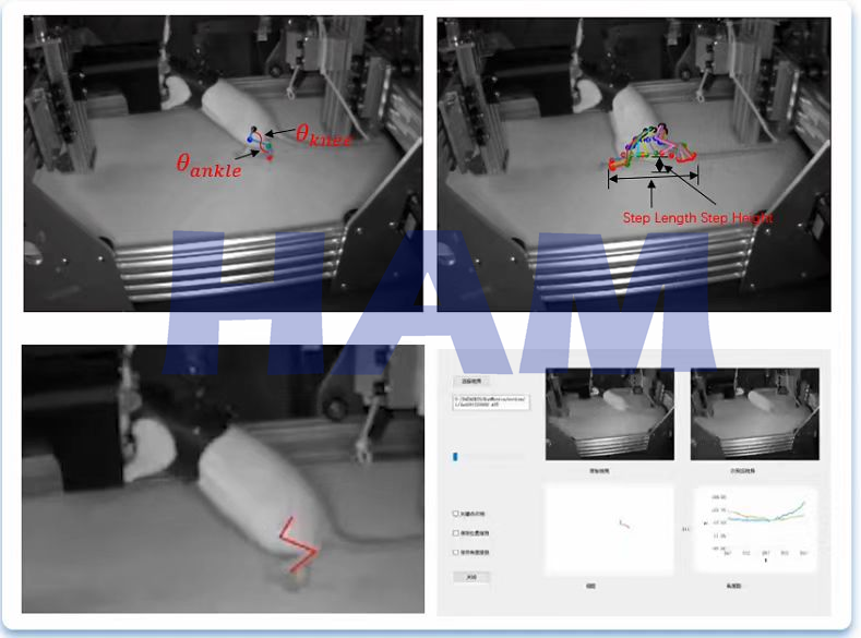 老鼠AI  上市.png